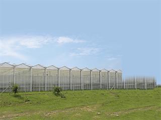 Greenhouse farming at Dube Tradeport AgriZone