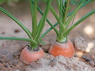 Caring for carrots