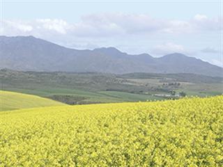 SA’s canola growers poised for success