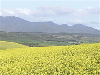 SA’s canola growers poised for success SA’s canola growers poised for success