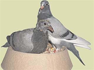 SA Million Dollar Pigeon Race