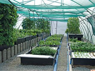 All about aquaponics