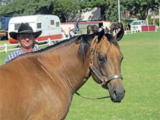 Handling stallions