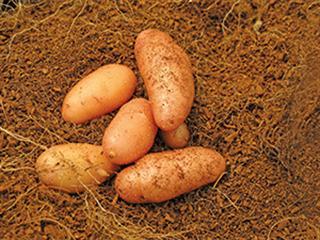 Mini-tubers for the seed potato market