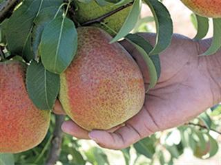 Ceres fruit farmer’s journey to success