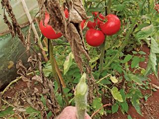 Other tomato wilts Other tomato wilts