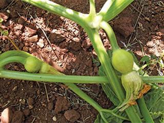 Get the spacing right  with these veggies