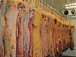 How to produce a competition-winning carcass
