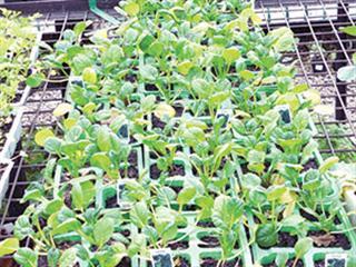 Growing your own seedlings