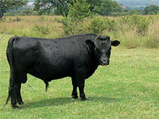 Farm with the breed you love Farm with the breed you love