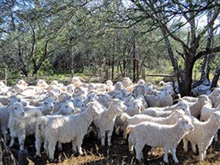 Constant inspection of your flock is crucial for success Constant inspection of your flock is crucial for success