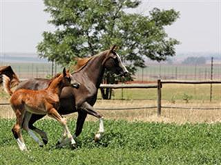 Stop your horse from chewing wood