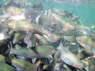 The irresistible attraction of trout The irresistible attraction of trout