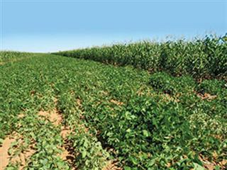 Planting in crop residue,  the Argentinian way