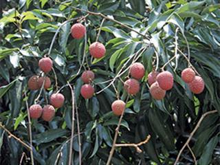 Pruning for maximum benefit in litchi trees