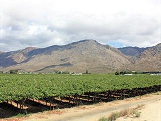 Table grape farmer’s success