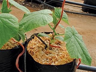 Ensuring optimal greenhouse irrigation