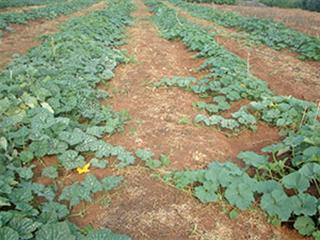 Fertilising cucurbits for crop success