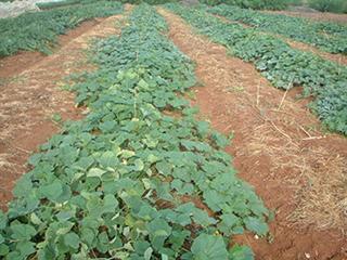 How to fine-tune pumpkin spacing