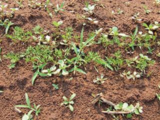 Protecting a carrot crop