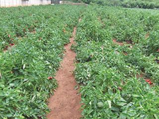 Understanding nitrogen fertilisation in vegetables – part 1 Understanding nitrogen fertilisation in vegetables – part 1
