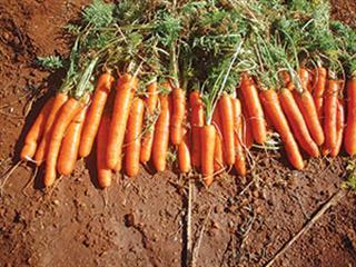 No-till can be practical for vegetables
