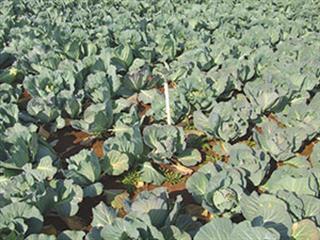 Understanding nitrogen fertilisation in vegetables – part 3