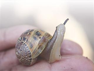 Snails put BEE on the fast track Snails put BEE on the fast track