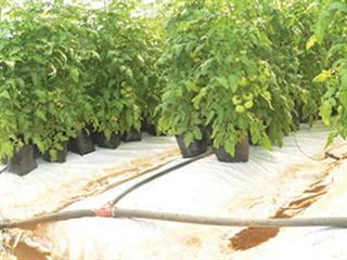 Farming hydroponically – part 3 Farming hydroponically – part 3