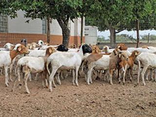 Developing farmers feel the scourge of stock theft