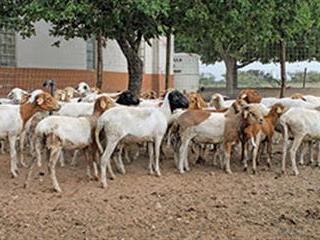 Developing farmers feel the scourge of stock theft Developing farmers feel the scourge of stock theft