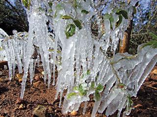 Winter frosts – be prepared