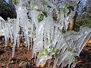 Winter frosts – be prepared Winter frosts – be prepared