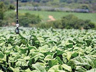 Neighbourly farming in Zimbabwe