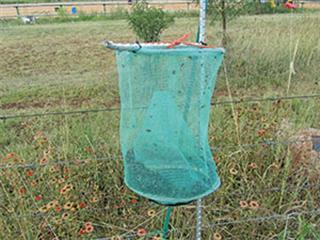 Fighting flies in horse stables