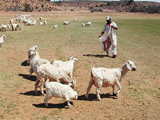 Veld and flock management