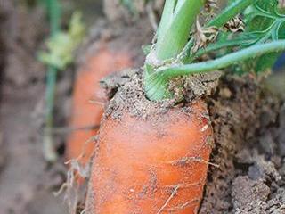 Carrot pests and diseases