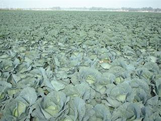 Choosing the right cabbage variety