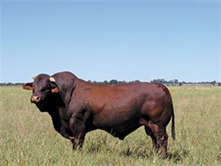 Australian Droughtmaster thrives in tough SA conditions Australian Droughtmaster thrives in tough SA conditions