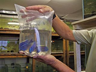 Do’s and don’ts of moving fish Do’s and don’ts of moving fish