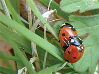 Know your pests: Aphids