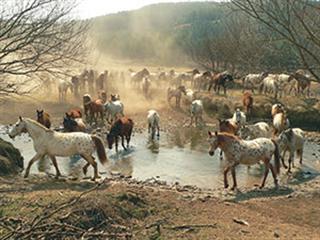 The Appaloosa not just a pretty horse The Appaloosa not just a pretty horse