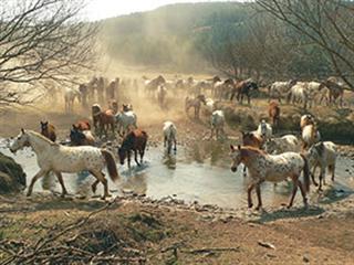 The Appaloosa not just a pretty horse