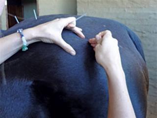 Acupuncture for equines