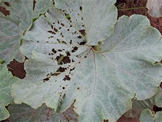 Watching your cucurbits grow