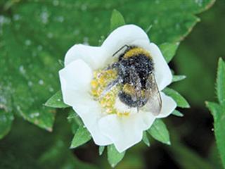 Bumblebees fly to the rescue