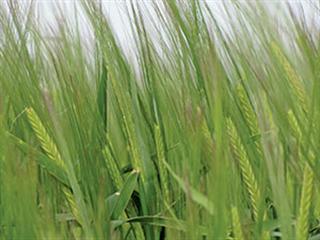 Leading barley producer innovates & improves