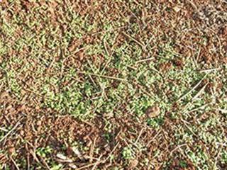 Making Cucurbitaceae weed-control easier Making Cucurbitaceae weed-control easier