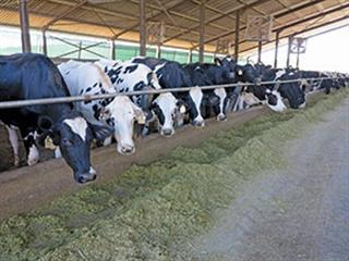 High-volume Holsteins on the West Coast