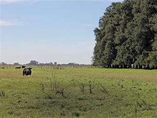 Farming in Argentina